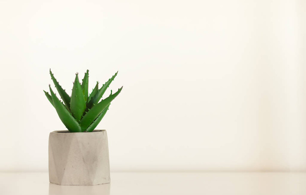 Potted house plant cactus succulent in gray pot on white shelf a - Foto, Bild