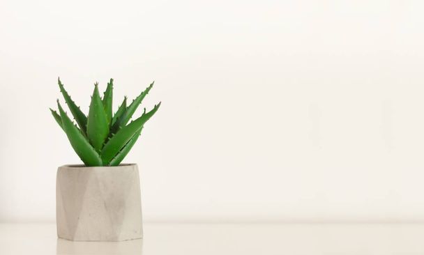 Potted house plant cactus succulent in gray pot on white shelf a - Foto, Bild