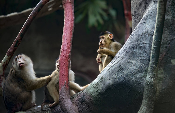 A group of young Southern pig-tailed macaque Macaca nemestrina, medium-sized Old World monkeys. - 写真・画像