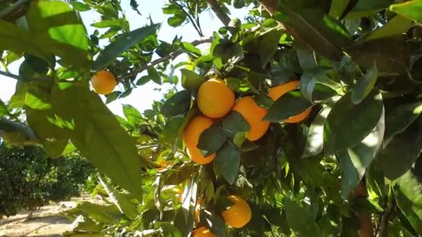 orange trees in the field - Footage, Video
