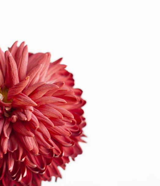 Red big chrysanthemum on white flat background. Banner shape. - Photo, image