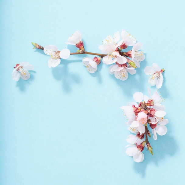 pink cherry flowers on blue background - Photo, Image