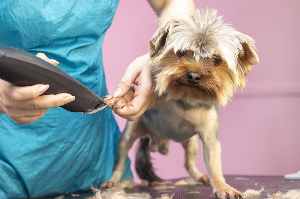 Dog gets hair cut at Pet Spa Grooming Salon. Closeup of Dog. cut the dog with a trimmer. groomer concept. - Φωτογραφία, εικόνα
