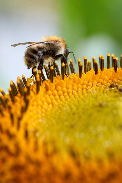 Μέλισσα σε λουλούδι που συλλέγουν το νέκταρ. Μέλισσα σε κίτρινο diasy - Φωτογραφία, εικόνα