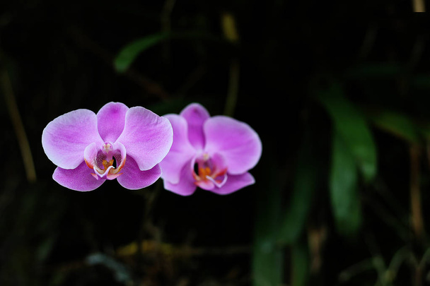 Orchidee, bellissimi fiori di colori vivaci
 - Foto, immagini