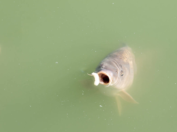 Siluriformes of Nematognathi meestal genoemd meerval eten snacks in een groen meer - Foto, afbeelding