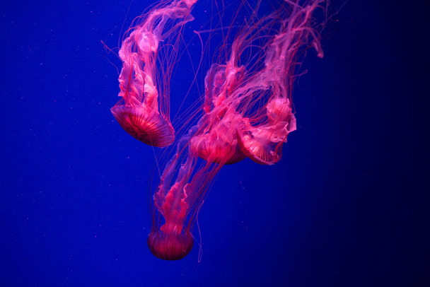 Színes medúza a víz alatt. Vízben mozgó medúzák. - Fotó, kép