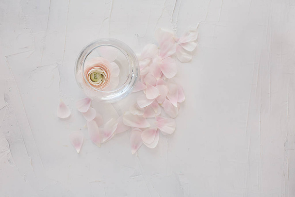 white pink ranunculus in a vase and petals on a gray textural ba - Photo, Image