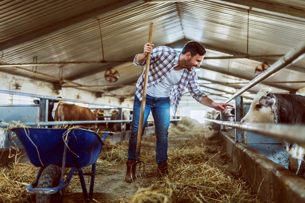 Full length of handsome caucasian farmer standing with hay fork in hands and trying to pet calf. Stable interior. - Foto, Imagem