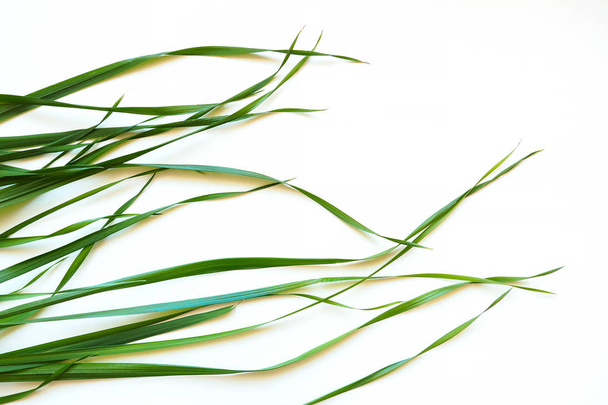 Top view of oat grass on white background. Young green leaves of Avena sativa - Foto, afbeelding