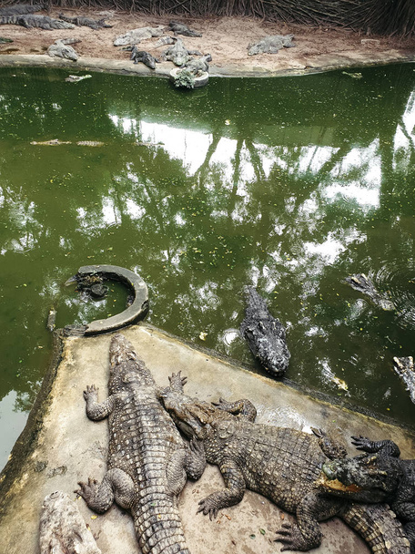 Krokodile sonnen sich in der Sonne. - Foto, Bild