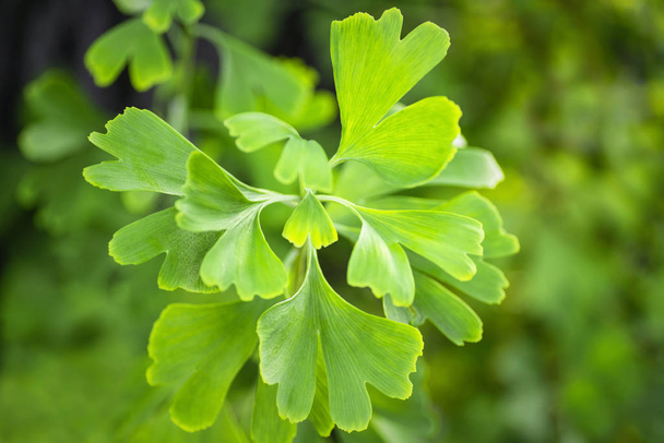 Gingko biloba листья в природе с sunshine.Green листья динго
. - Фото, изображение