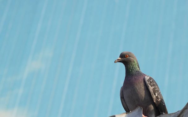 Pigeon close-up. Its gray and on the right side of the photo. He has orange eyes. Abstract background in light blue color. - 写真・画像
