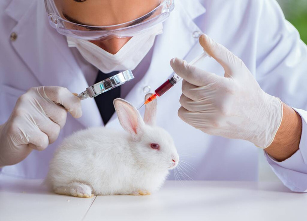 Vet doctor examining rabbit in pet hospital - Foto, imagen