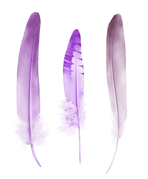 Beautiful color feathers isolated on white background - 写真・画像