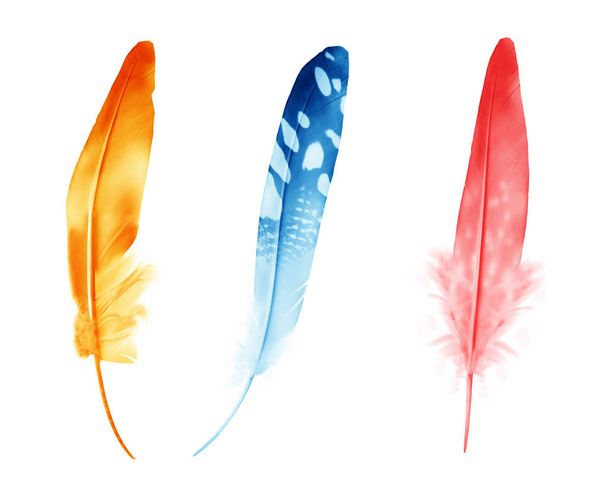 Beautiful color feathers isolated on white background - Photo, image