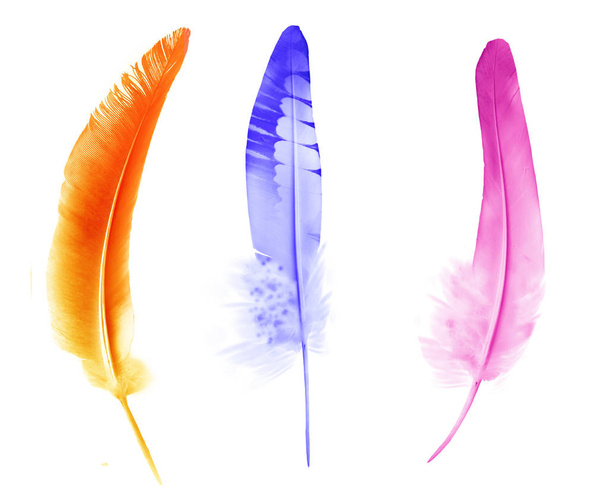 Beautiful color feathers isolated on white background - Zdjęcie, obraz