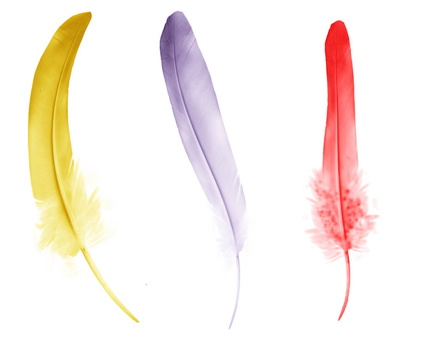 Beautiful color feathers isolated on white background - Fotografie, Obrázek