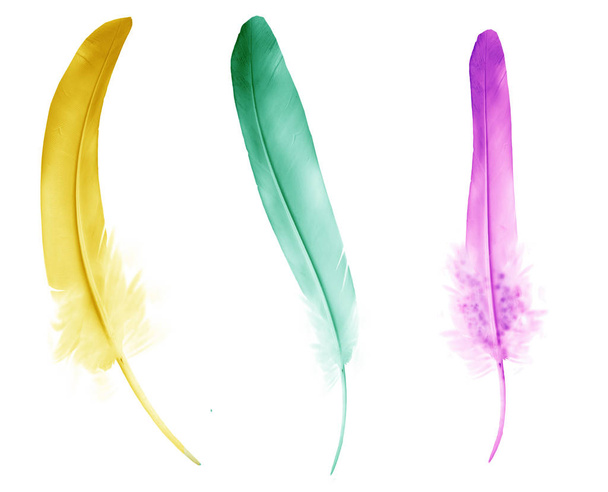 Beautiful color feathers isolated on white background - Foto, Imagem