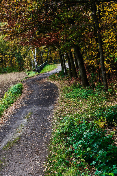 autumn forest - Valokuva, kuva