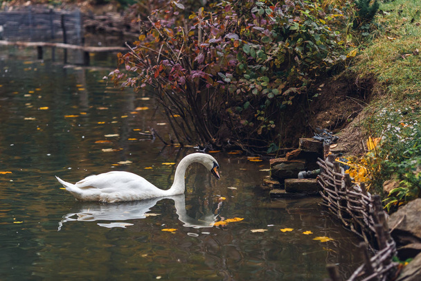 Swan swims in pond in park near shore. - Valokuva, kuva