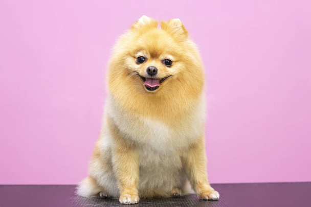 Beautiful dog breed Spitz. Salon for animals. A well-groomed dog sits on a table. Pink background. groomer concept - Φωτογραφία, εικόνα