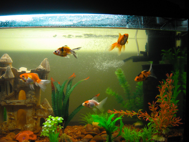 Plusieurs poissons rouges d'aquarium de différentes couleurs nagent dans un grand
  - Photo, image
