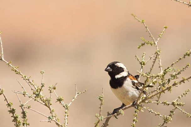 The Cape sparrow (Passer melanurus) sitting on the small branch. - Photo, Image