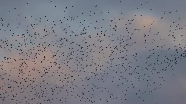 Saatkrähen fliegen in Zeitlupe in den Abendhimmel - Filmmaterial, Video