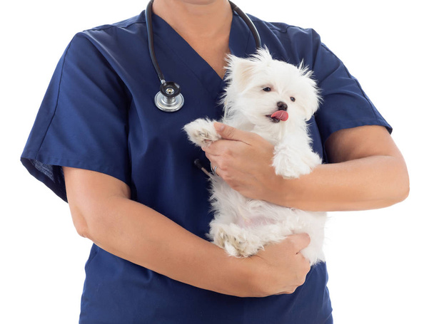 Female Veterinarian with Stethoscope Holding Young Maltese Puppy Isolated on White - Foto, immagini