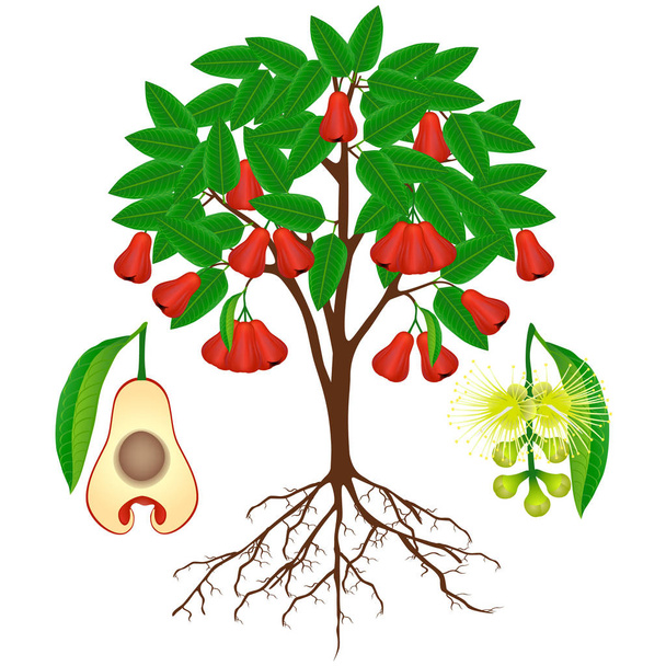 Rose apple plant with fruits and flowers on white. - Vector, Image