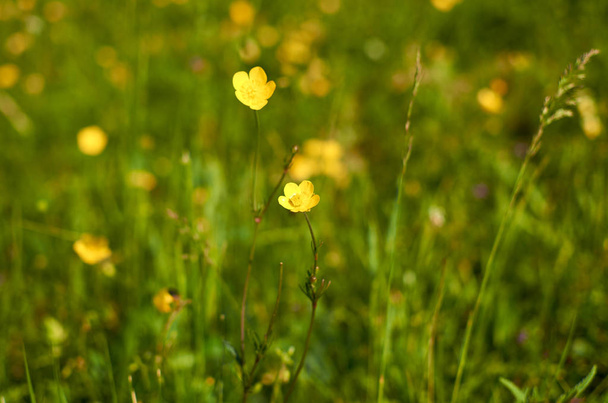 Buttercup virágok a háttérben - Fotó, kép