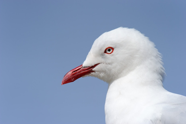 Red-billed Gull (Larus novaehollandiae) - Foto, afbeelding