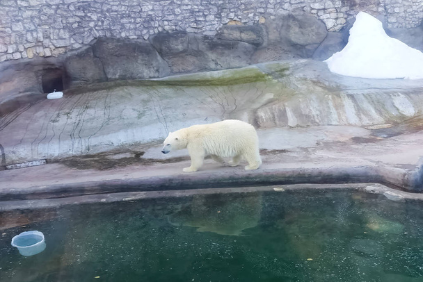Niedźwiedź polarny w zoo. życie niedźwiedzia polarnego w niewoli. - Zdjęcie, obraz