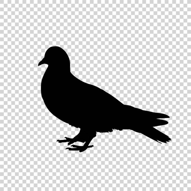 Ayrıntılı kuş siyah silueti izole edildi - Vektör, Görsel