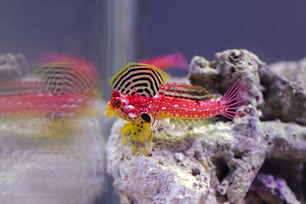 farbenfroher rubinroter Drachenkopf Meerwasserfisch - Foto, Bild