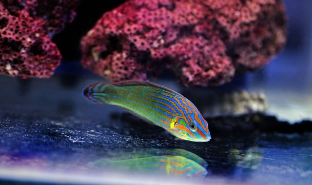 Rainbow wrasse fish -  Halichoeres melanurus - Photo, Image