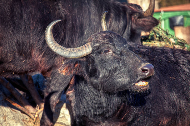 černý buvol s velkými rohy - Fotografie, Obrázek