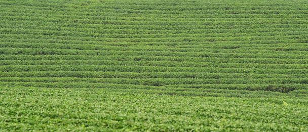 Tea plantation in Chiang Rai, Thailand - Fotó, kép