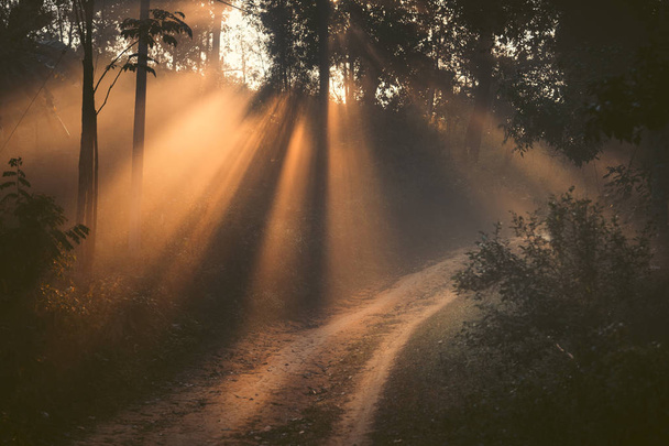 Lumière du matin, lever du soleil dans la forêt - nature matinale
 - Photo, image