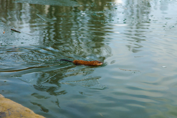 Видра плаває в зимовому ставку. Тварина в зеленій воді. Природний фон
 - Фото, зображення