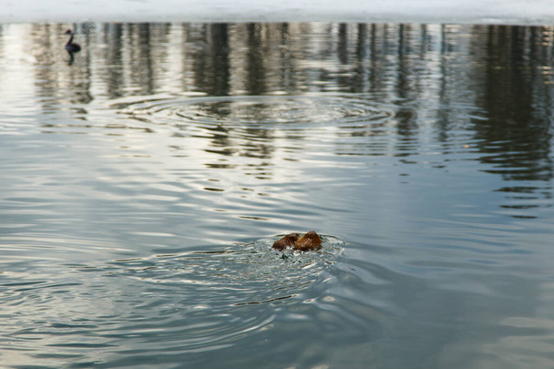 Kış havuzunda yüzen bir su samuru. Yeşil sudaki hayvan. Doğal arkaplan - Fotoğraf, Görsel