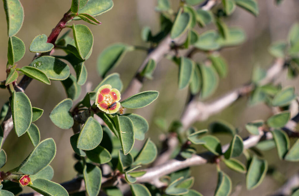 Euforbia misera o spurge acantilado, lindo aspecto pequeña planta arbustiva de California
 - Foto, Imagen