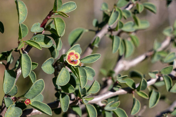 Euforbia misera o spurge acantilado, lindo aspecto pequeña planta arbustiva de California
 - Foto, imagen