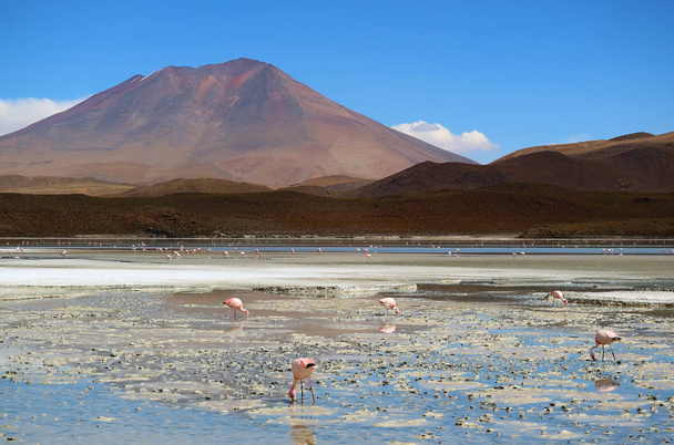 Ontelbare Pink Flamingo in Laguna Hedionda, Het Zoutmeer in Andes Altiplano, Potosi, Bolivia, Zuid-Amerika - Foto, afbeelding