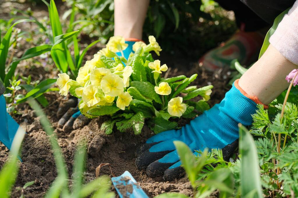 Close-up of woman hands planting yellow primrose flowers in garden - Zdjęcie, obraz