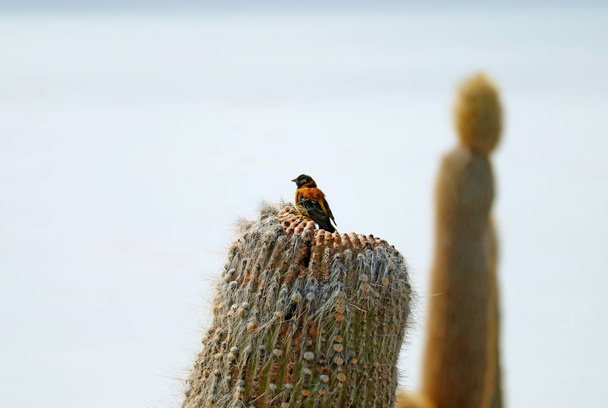 Serra de capuz preto finch pássaro pousando em um cacto seco, Isla incahuasi, Uyuni Salt Flats, Bolívia
 - Foto, Imagem