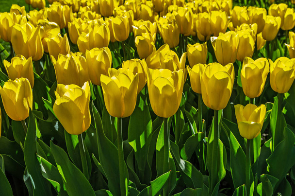 humor festivo tulipanes amarillos, día de las madres o pascua increíbles flores de primavera
 - Foto, imagen