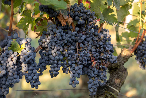 Primo piano di uve di merlot rosso in vigna. Sant'Emilio, Gironda, Aquitania. Francia - Foto, immagini