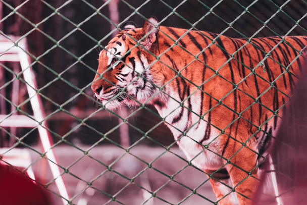 KYIV, UKRAINE - NOVEMBER 1, 2019: Selective focus of tiger behind net of circus stage - Photo, Image